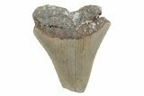Partial, Fossil Megalodon Tooth - North Carolina #370231-1